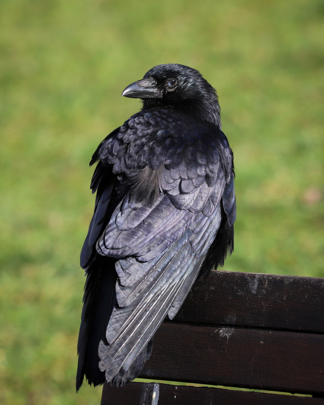 A carrion crow looks over its shoulder with the sun reflecting on its wing perched on a wooden bench in a park against a green background.