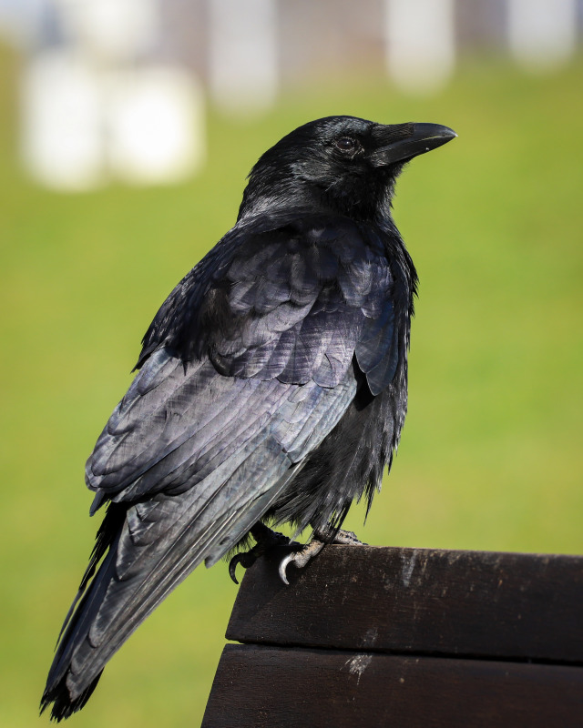A carrion crow, a relatively big, all-black bird with bristle-like feathers covering its nostrils, looks up with the sun reflecting on its wing and tail perched on a wooden bench in a park against a green background.