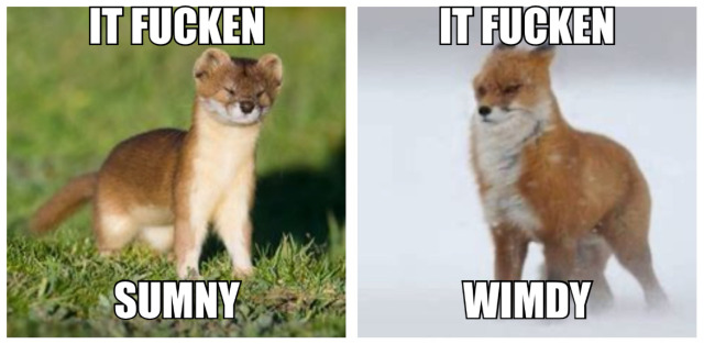 image of mountain weasel on left with "it fucken sumny" and arctic fox on the right with caption "it fucken wimdy"