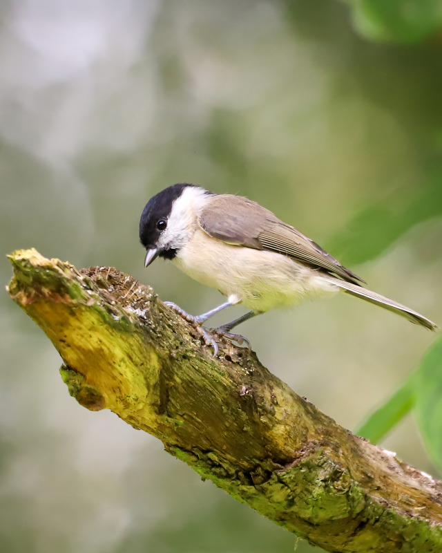 A marsh tit, a small, greyish-brown bird with black cap and chin, inspects a mostly peeled, slanted broken branch against a greenish grey background.