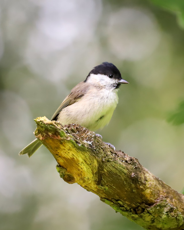 A marsh tit perches on the edge of a mostly peeled, slanted broken branch against a greenish grey background.