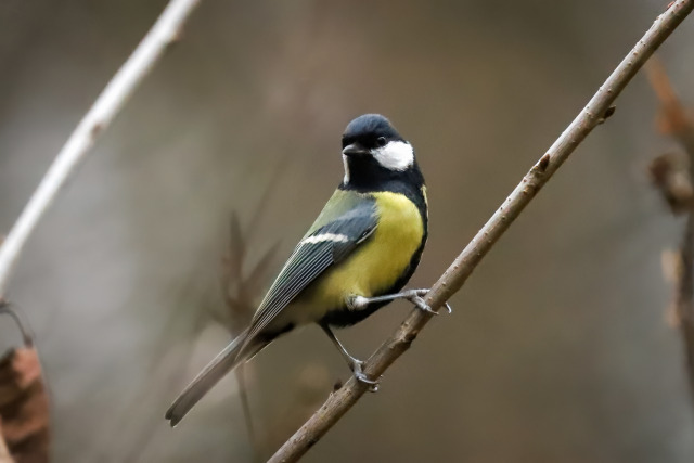 A great tit, a small bird with bright yellow underparts with a broad black stripe down the belly, olive upperparts, and white cheeks surrounded by a black cap and bib, perches sideways with his head turned to his right on a thin, slanted branch against a whitish and greenish brown background with a couple of blurry branches.